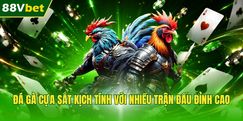 Đá gà cựa sắt kịch tính với nhiều trận đấu đỉnh cao